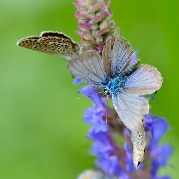 Vlinder in natuurlijke habitat (plebejus argus) — Stockfoto