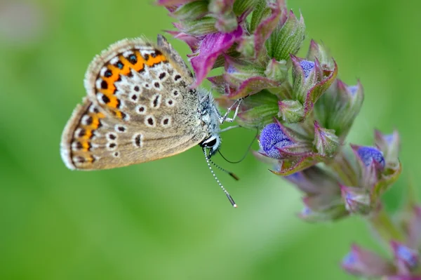 Motyl w naturalnym środowisku (plebejus argus) — Zdjęcie stockowe
