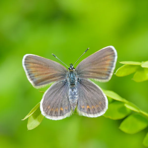 Vlinder in natuurlijke habitat (plebejus argus) — Stockfoto