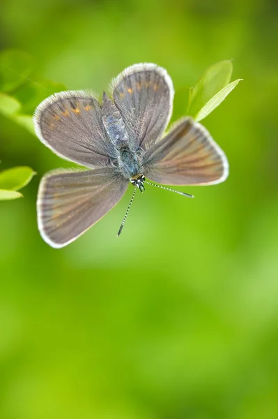 자연 서식 지에 나비 (plebejus 아르고스) — 스톡 사진