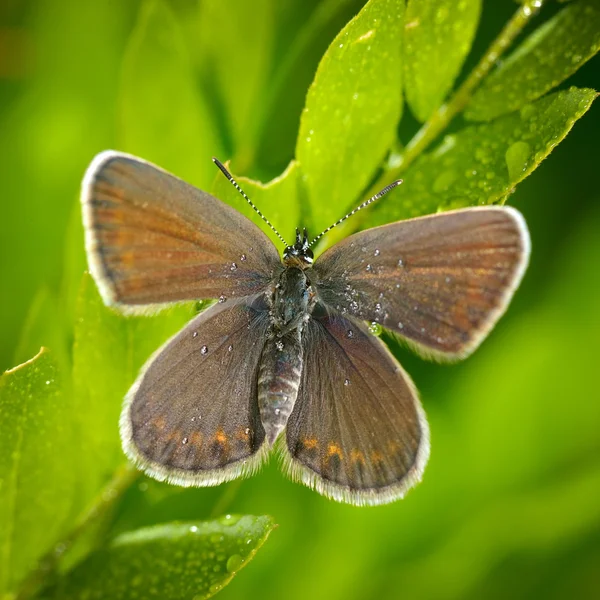 Fjäril i naturliga livsmiljöer (plebejus argus) — Stockfoto