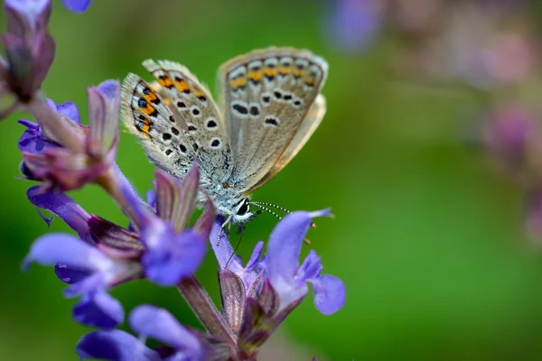 Motýl v přirozeném prostředí (plebejus argus) — Stock fotografie