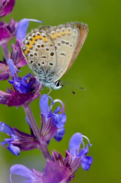 Mariposa en hábitat natural (plebejus argus ) — Foto de Stock