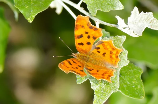 Butterfly outdoor on flower (argynnis paphia) — Stock Photo, Image
