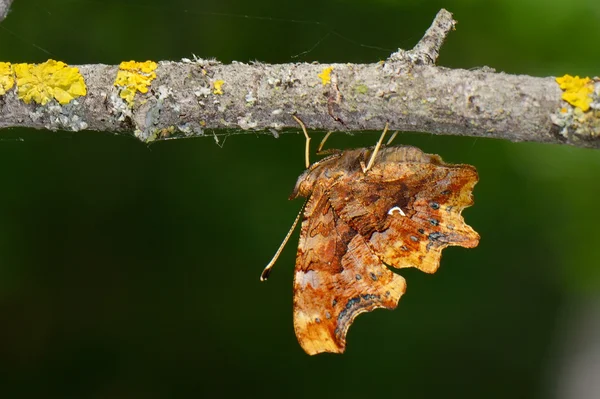 Πεταλούδα στο φυσικό περιβάλλον (plebejus argus) — Φωτογραφία Αρχείου