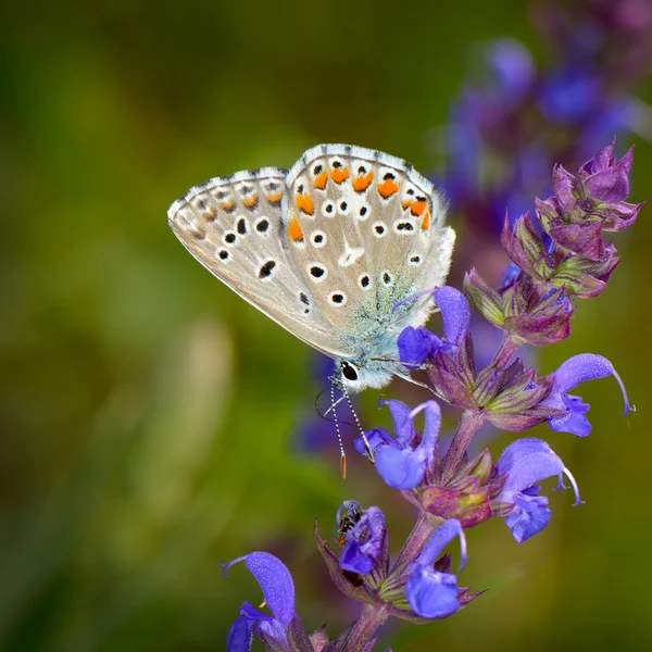 Метелик у природному середовищі проживання (plebejus argus ) — стокове фото