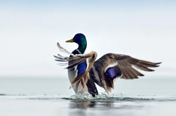 Pato selvagem voando (anas clypeata ) — Fotografia de Stock