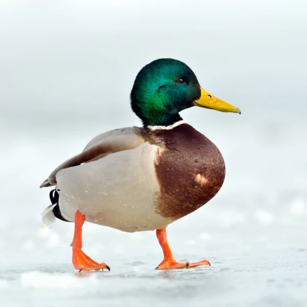 Wild duck flying (anas clypeata) — Stock Photo, Image