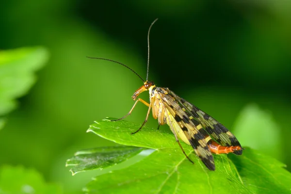Scorpion fly (Panorpa communis) — Stock Photo, Image