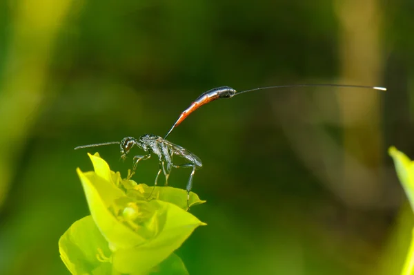 Closeup nedir (Ephemeroptera) yaprak - profili üzerinde — Stok fotoğraf