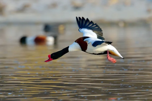 鴨の飛行 (anas clypeata) — ストック写真