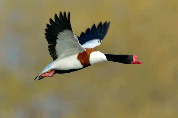 Wild duck flying (anas clypeata) — Stock Photo, Image