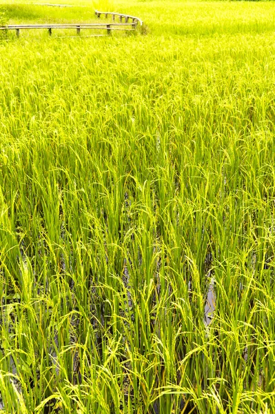 stock image Paddy Field