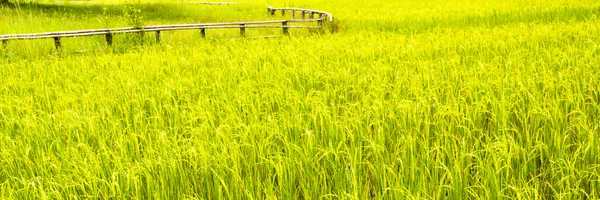 भात शेतात — स्टॉक फोटो, इमेज