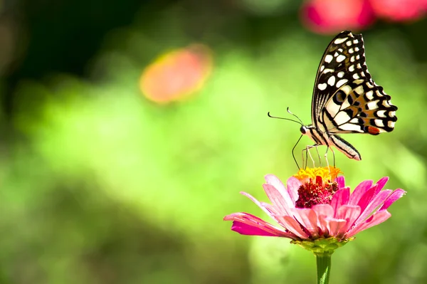 stock image Butterfly - Chilasa Clytia