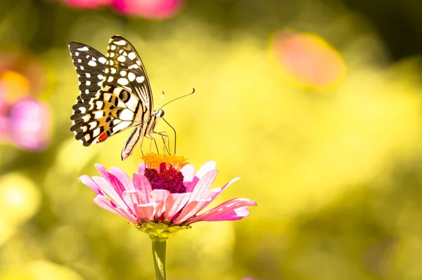 Stock image Butterfly, Chilasa Clytia