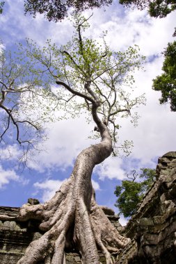 Ta Prohm Angkor 'da