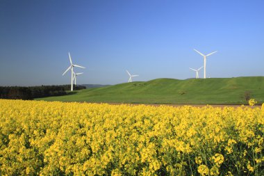 Rüzgar enerjisi ve kolza tohumu