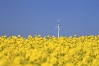 Rüzgar enerjisi ve kolza tohumu