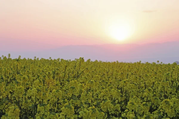 stock image Rape field, canola crops and sunset