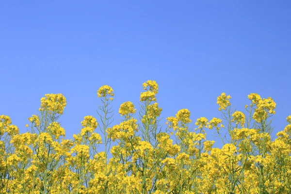 Blue sky and Rape field, canola crops — Stock Photo, Image