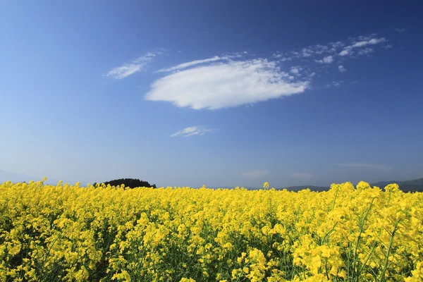 Kék ég és a repce szántóföldi, repce növények — Stock Fotó