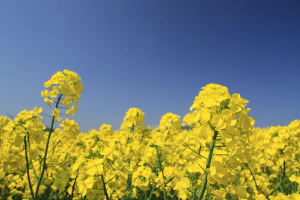 Kék ég és a repce szántóföldi, repce növények — Stock Fotó
