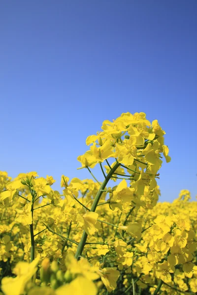 Blue sky and Rape field, canola crops — Stock Photo, Image