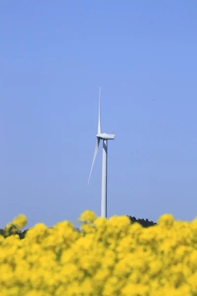 풍력 발전 및 유채 — 스톡 사진