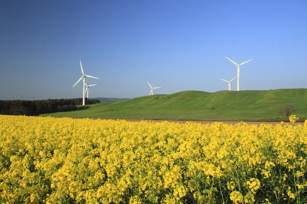 Windenergie en koolzaad — Stockfoto
