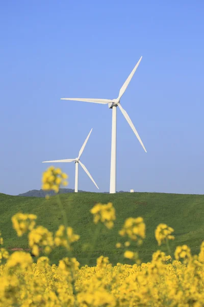 Énergie éolienne et colza — Photo