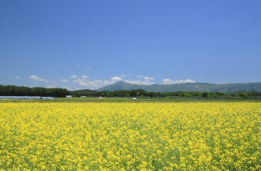 mt. himekami ve tecavüz alan, kanola mavi gökyüzü kırpar.