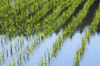 Green field, Asia paddy field clipart