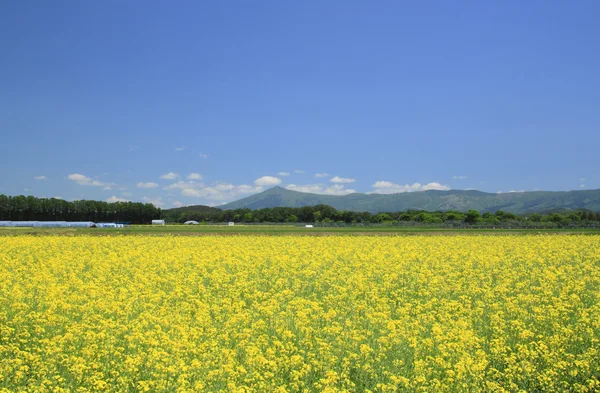 푸른 하늘에 산 Himekami와 강간 필드 카 놀라 작물 — 스톡 사진