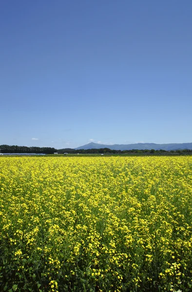 Mt. Himekami e campo de estupro, canola culturas no céu azul — Fotografia de Stock