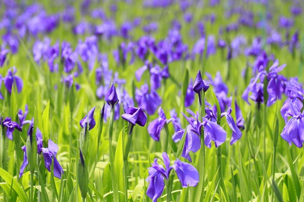 Gruppo di iridi viola in primavera giornata di sole . — Foto Stock