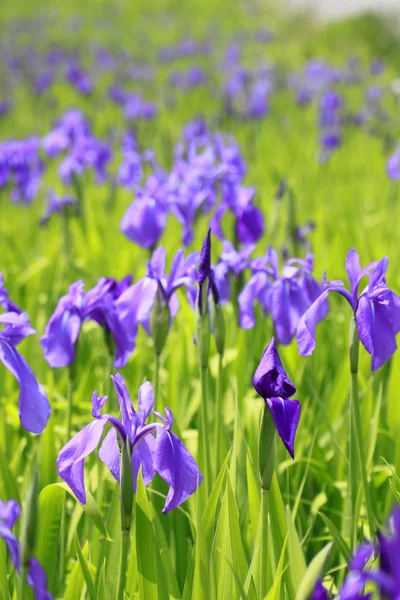 Gruppo di iridi viola in primavera giornata di sole . — Foto Stock
