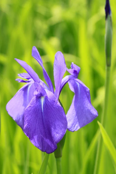 Group of purple irises in spring sunny day. — Stock Photo, Image