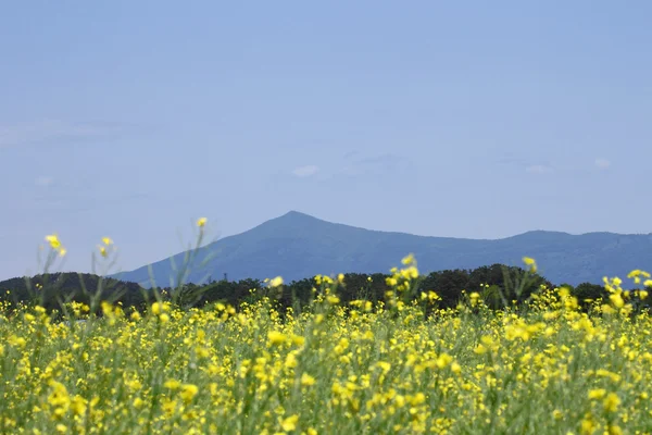 Mt. Himekami e campo de estupro, culturas de canola — Fotografia de Stock