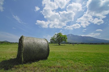 Round bales of straw in the meadow clipart
