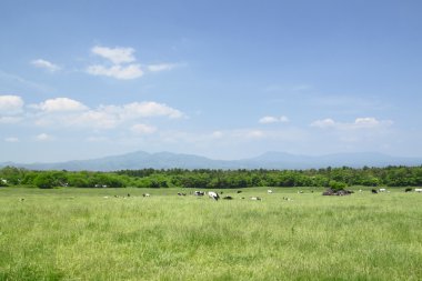 inek ve mavi gökyüzü alanı