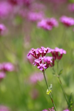 Silene Armeria