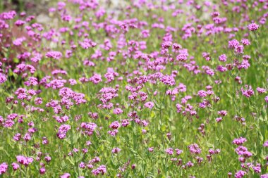 Silene Armeria