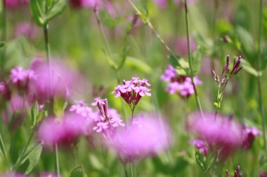 Silene Armeria