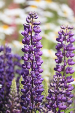 Bahçede acı bakla (lupinus)