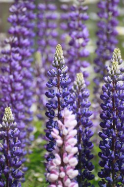 Lupin (Lupinus) in the garden clipart