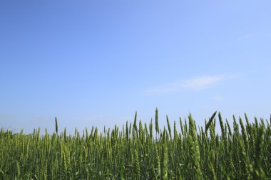 Mavi gökyüzü olan buğday tarlası