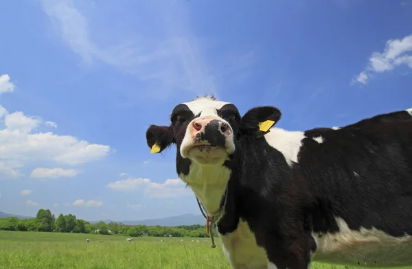 Cow and blue sky in field — Stock Photo, Image