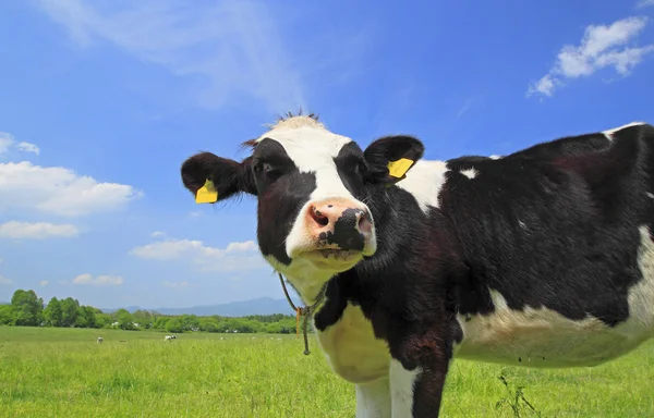 Kuh und blauer Himmel auf dem Feld — Stockfoto