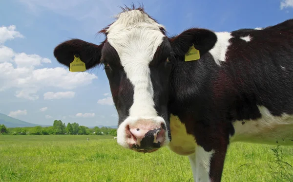 Корова і блакитне небо в полі — стокове фото